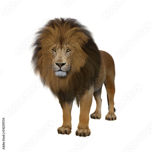 Fototapeta Naklejka Na Ścianę i Meble -  Adult male Lion standing passively looking ahead.