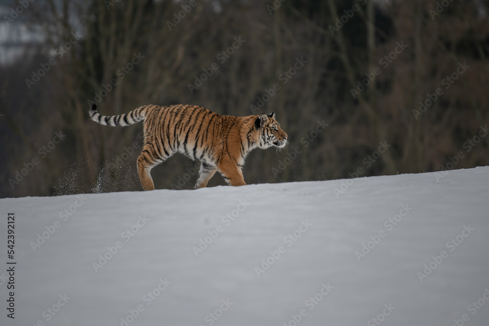 Fototapeta premium Siberian Tiger running in snow. Beautiful, dynamic and powerful photo of this majestic animal. Set in environment typical for this amazing animal. Birches and meadows