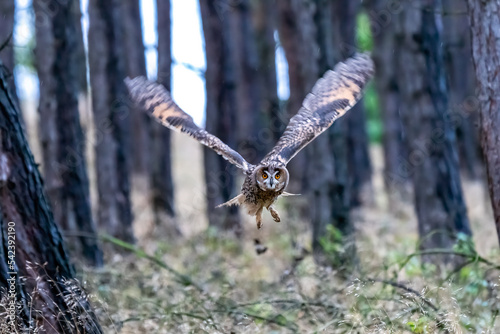 Wild Europaean Long eared Owl Asio otus, natural green forest background