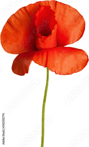 Red poppy flower - isolated