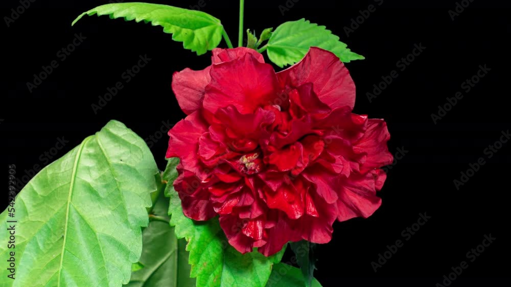 Red Hibiscus Open Terry Flower in Time Lapse on a Leaves and Black Background. The Bud Opens and Blooms Into a Large Сrimson Flower. Red Hibiscus Open Terry Flower in Time Lapse on a Leaves and Black Background. The Bud Opens and Blooms Into a Large Сrimson Flower.