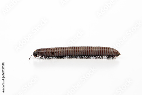 Pest control: dirty millipede on white background