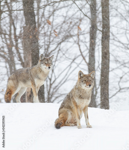 Two Coyotes Canis latrans walking and hunting in the winter snow in Canada