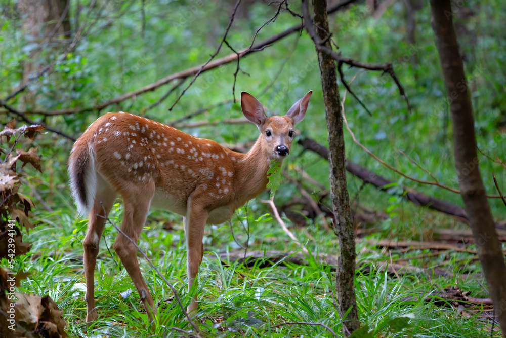 White-tailed fawn walking in the forest in the early summer in Canada