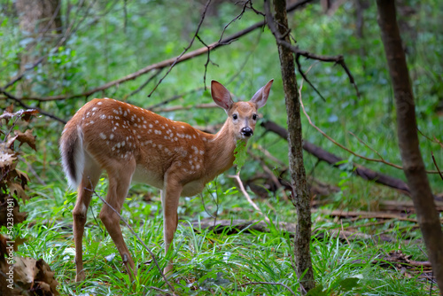 White-tailed fawn walking in the forest in the early summer in Canada © Jim Cumming