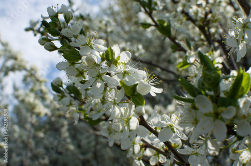 Cherry blossoms against the sky. Sign of spring.
