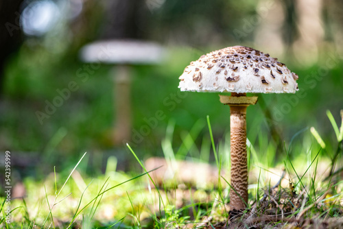 Mushrooms in the forest during autumn.