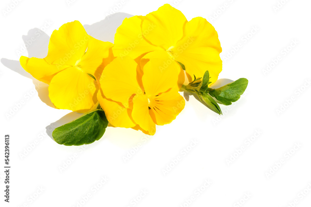 Flower arrangement of inflorescences of yellow pansies on a white background, design element.