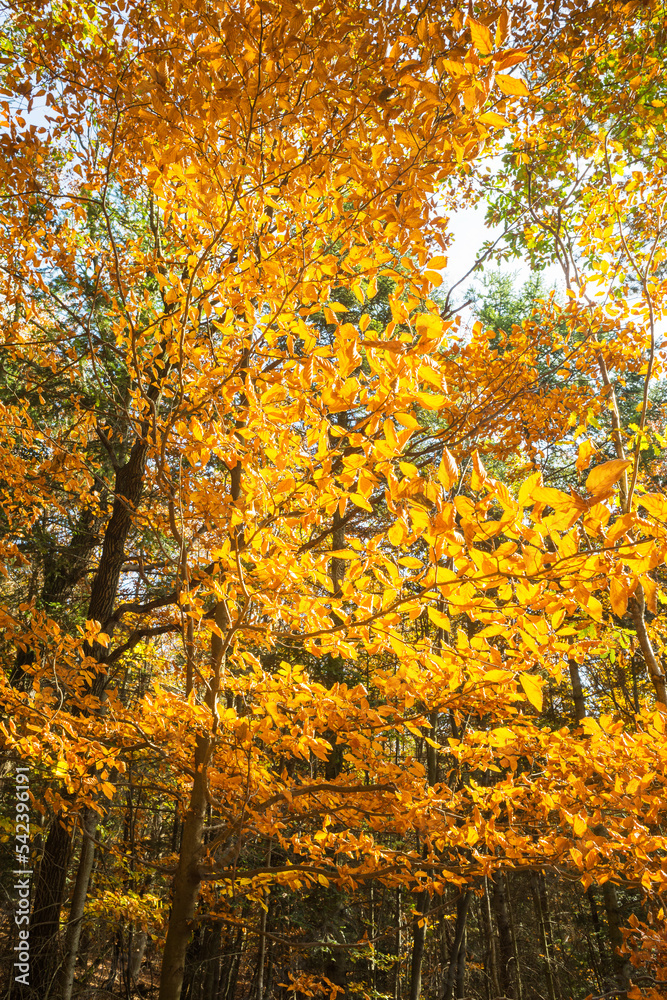 Autumnal Park. Autumn Trees and Leaves. Fall Autumnal Park. Autumn Trees and Leaves. Fall