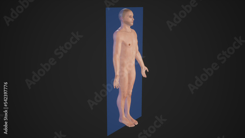 Anatomical Explanation of Coronal Plane through a male Body.3d rendering