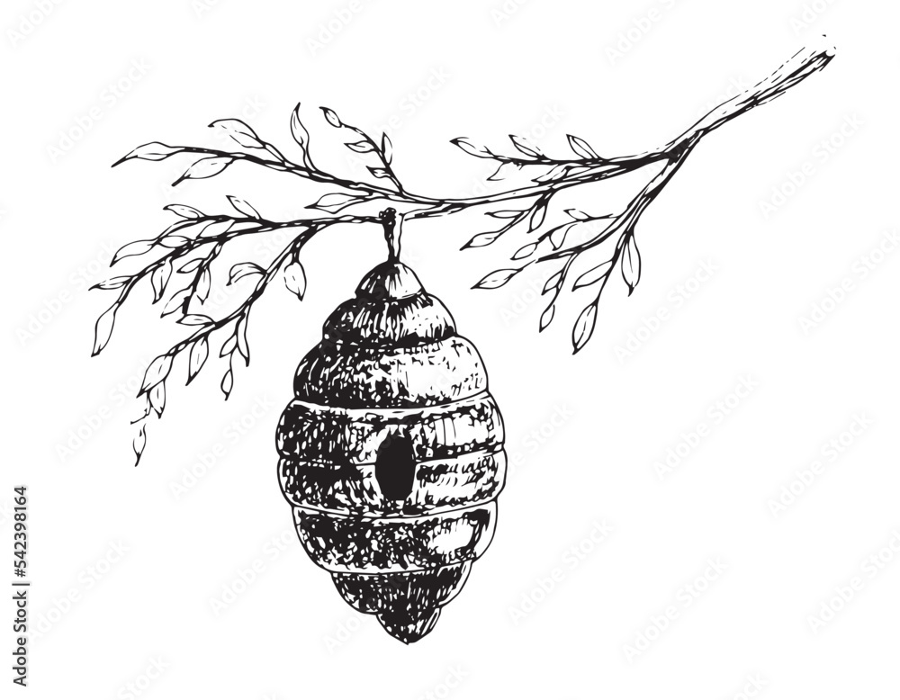 Bee Hive with branch of tree. Vector hand drawn Sketch of Beehive in ...