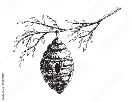 Bee Hive with branch of tree. Vector hand drawn Sketch of Beehive in retro vintage style. Engraved illustration for honey label on white isolated background