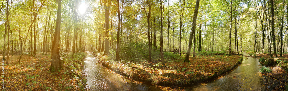 Wald mit Bach im Herbst - Waldlandschaft Panorama mit Sonnenstrahlen Wald mit Bach im Herbst - Waldlandschaft Panorama mit Sonnenstrahlen