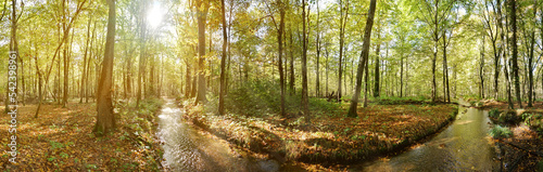 Wald mit Bach im Herbst - Waldlandschaft Panorama mit Sonnenstrahlen