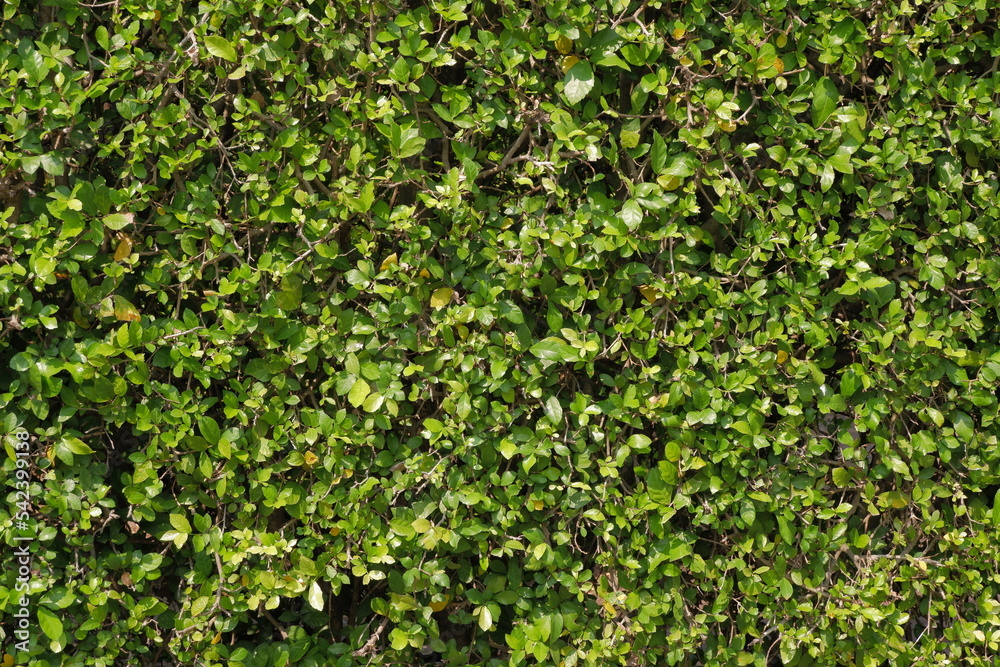 Green leaves wall texture for backdrop and background Green leaves wall texture for backdrop and background