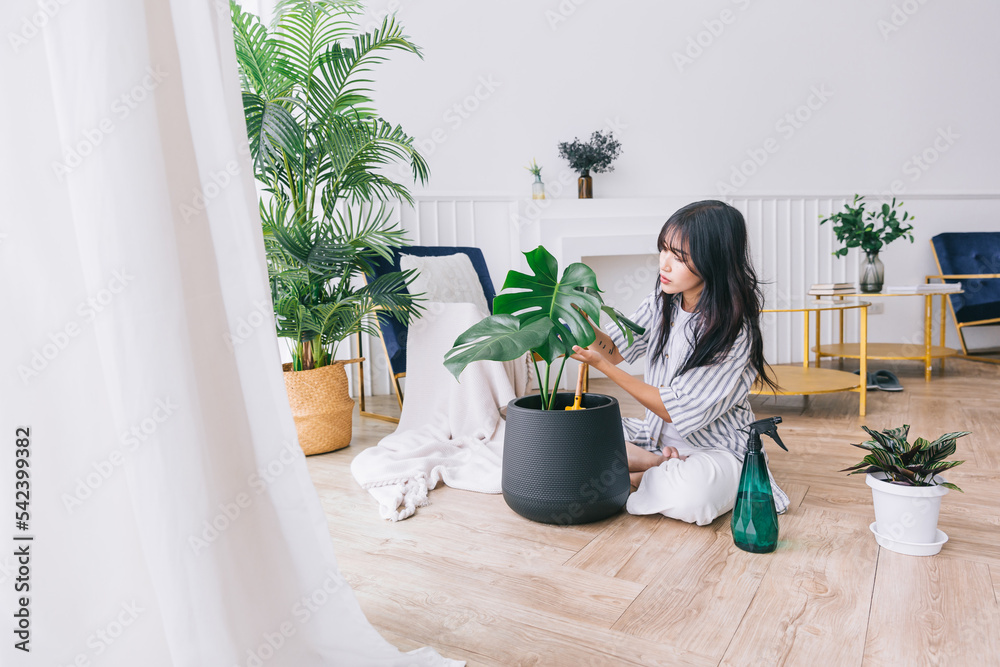 Young Asian women's hands check the leaf damage of the houseplant Monstera Deliciosa with care. Monstera lover at home garden. The concept of plant care.