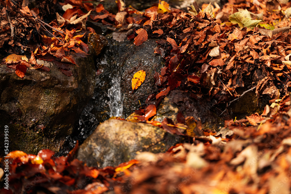 Beautiful close up photo with the amazing autumn color leafs standing in the middle of a river inside a mountain side forest. Nature fall landscape. Beautiful close up photo with the amazing autumn color leafs standing in the middle of a river inside a mountain side forest. Nature fall landscape.