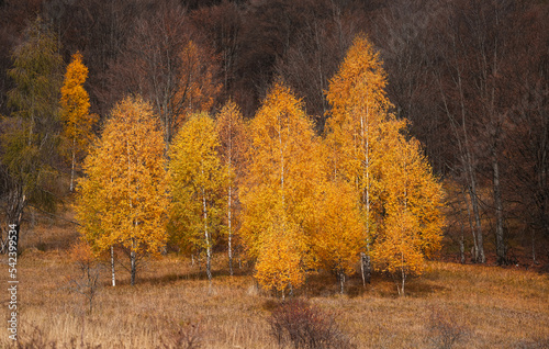 Autumn forest from above. Photo with an amazing landscape of a mountain side forest in fall color during a beautiful autumn morning.