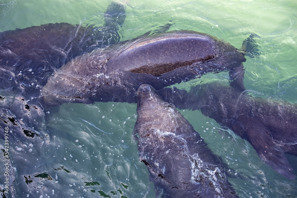 Obraz premium Sea lions at Valparaiso fish market, Chile