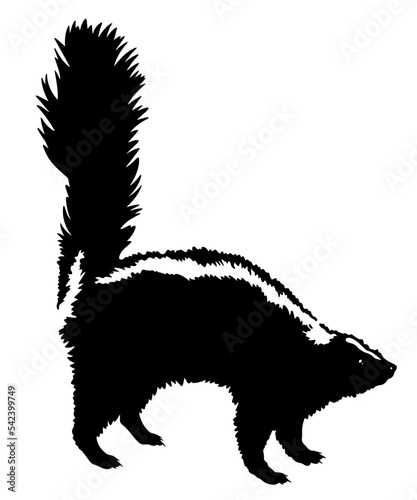 drawing skunk vector illustration isolated on white