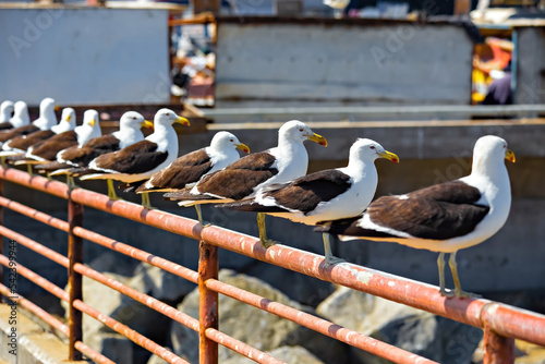 Straight row of seagulls sitting on the fence in Valparaiso, Chile photo