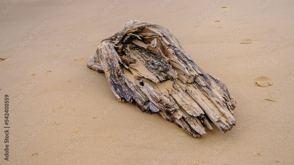 Pieces of driftwood washed up on a remote beach on the shores of the Baltic Sea in the Gulf of Riga Pieces of driftwood washed up on a remote beach on the shores of the Baltic Sea in the Gulf of Riga