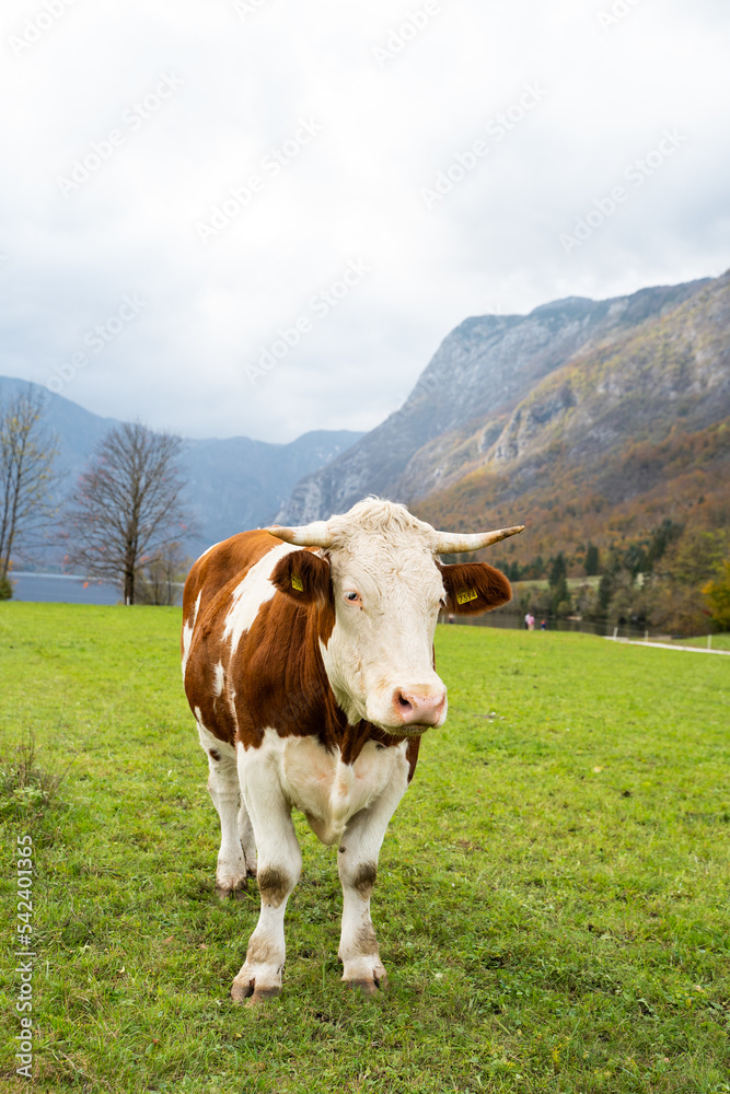 cow in the mountains