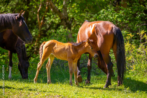 A newborn foal sucks milk from a mother horse. A herd of horses graze in the meadow in summer and spring  the concept of cattle breeding  with space for text.