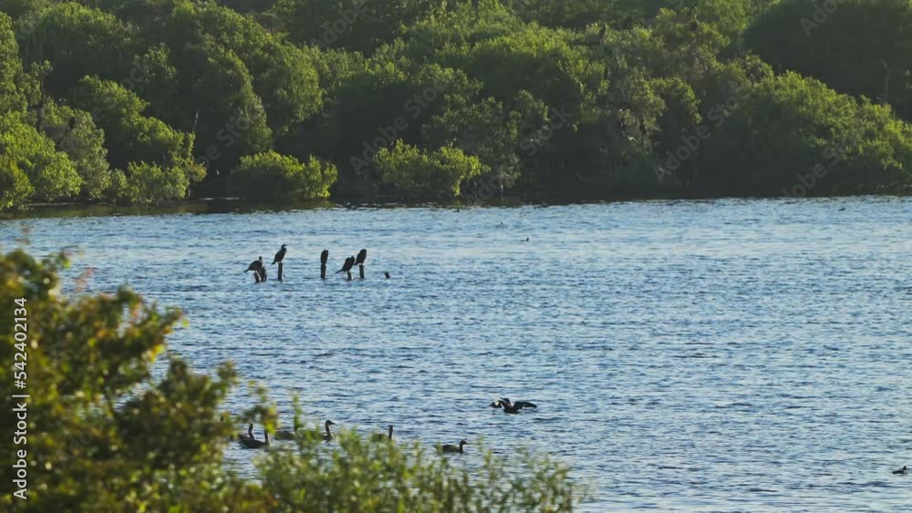 Waterfowl, birds on a beautiful blue lake surrounded by greenery, wide shot static Waterfowl, birds on a beautiful blue lake surrounded by greenery, wide shot static