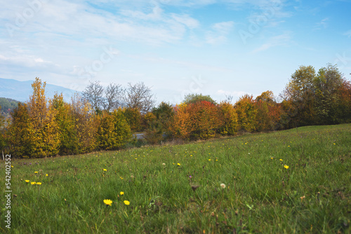 Green meadow during autumn season.Trees in background.