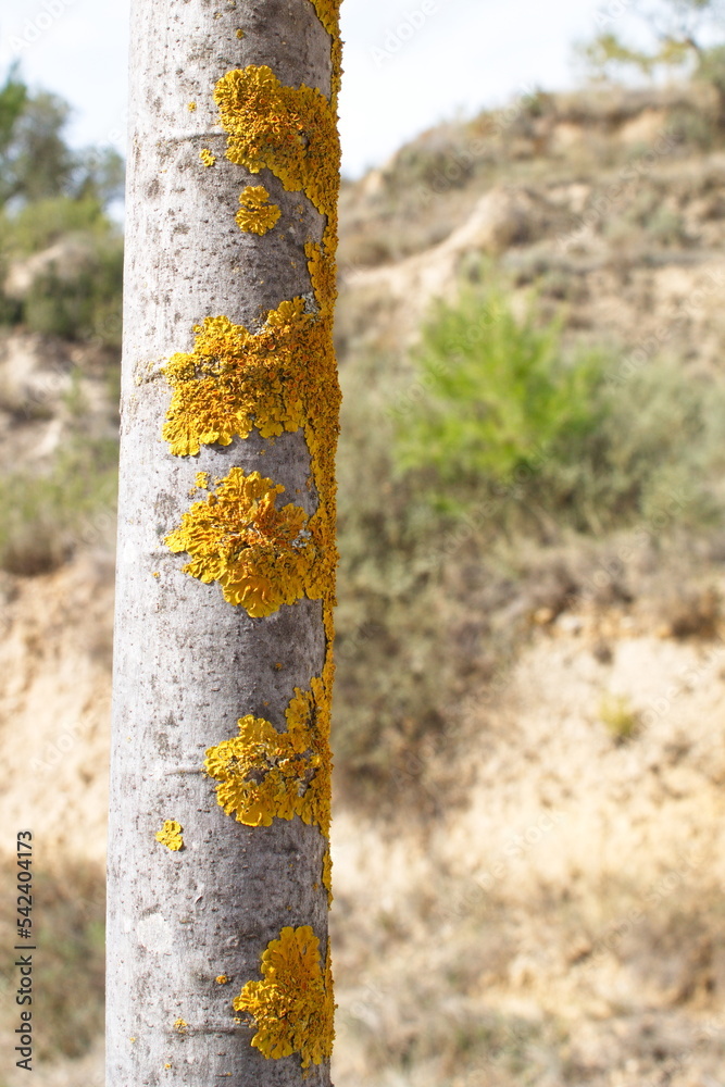 Nice group of lichens on branch Nice group of lichens on branch