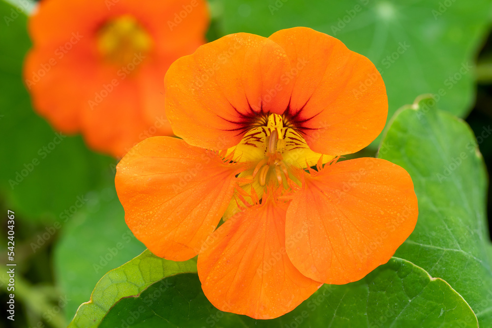 Nasturtium spitfire (Tropaeolum majus lobbianum 'Spitfire') Nasturtium spitfire (Tropaeolum majus lobbianum 'Spitfire')