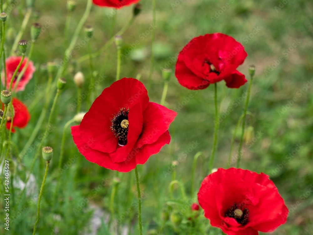 Closeup of beautiful red poppy flowers in a sunny meadow in the countryside Closeup of beautiful red poppy flowers in a sunny meadow in the countryside