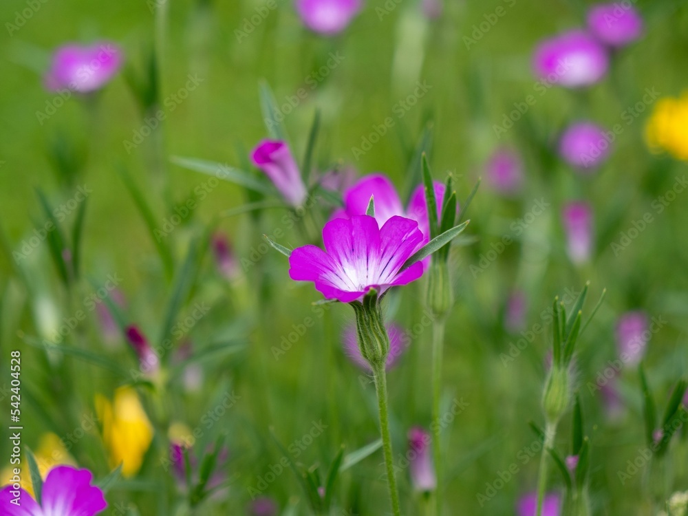Closeup of vibrant purple corncockle flowers in a sunny field with a blurred green background Closeup of vibrant purple corncockle flowers in a sunny field with a blurred green background