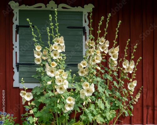 Canvastavla Cozy red wooden house with decorative shutters and yellow hollyhocks in front of