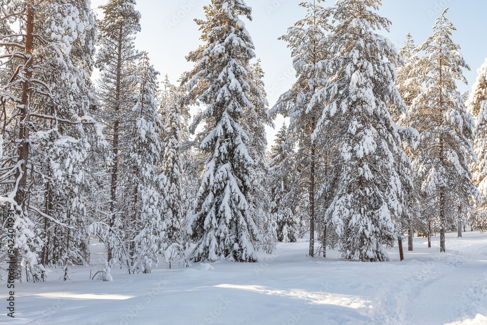 Beautiful winter forest, fir trees covered with snow. Ounasvaara, Rovaniemi, Finland