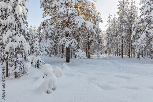 Beautiful winter forest, fir trees covered with snow. Ounasvaara, Rovaniemi, Finland