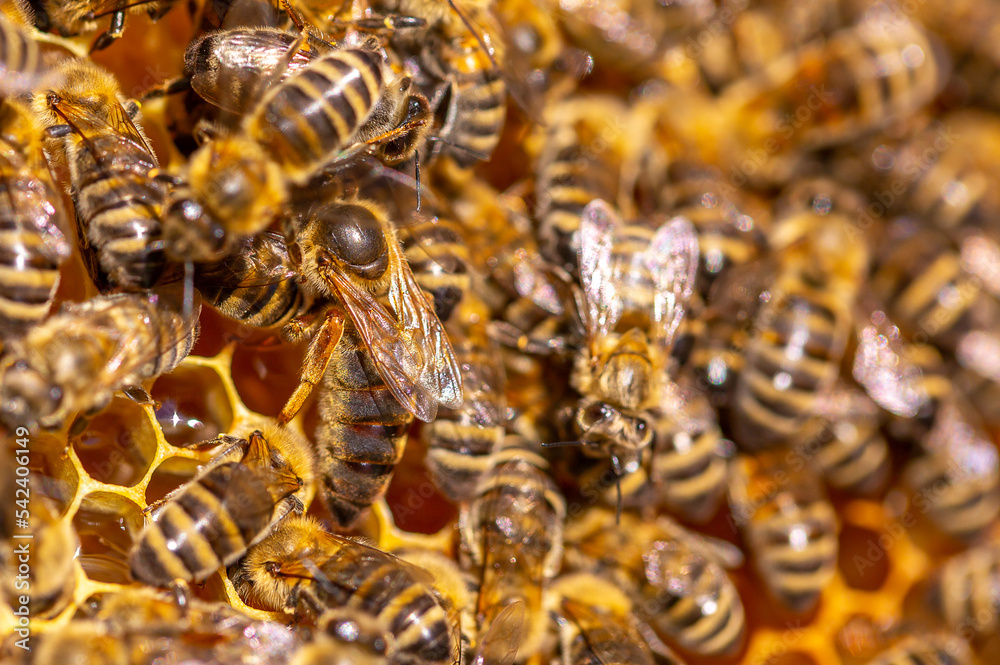 Queen bee in the hive. Beautiful honeycombs with bees close-up. A swarm of bees crawls through the honeycombs, collecting honey. Beekeeping, healthy food.