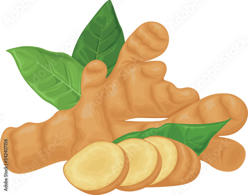 Ginger. Vector image of ginger with mint leaves. Medicinal plant in cartoon style. Isolated on a white background