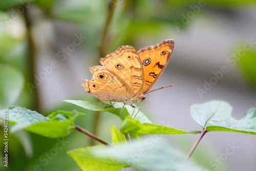 Macro shot of a Lepidoptera butterfly on a leaf with blurred background