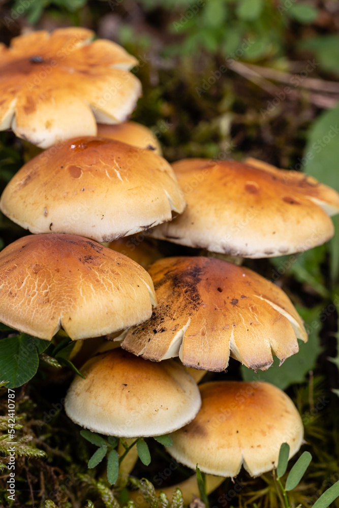 wild mushrooms in the mountains of the Sierra de Guadarrama in Madrid wild mushrooms in the mountains of the Sierra de Guadarrama in Madrid