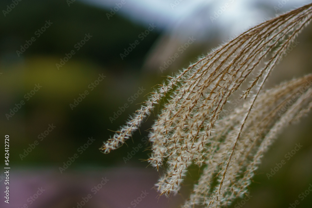 Naklejka premium ススキ
