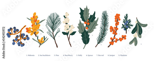 Christmas plants: mistletoe, pine, spruce, mahonia, holly, sea buckthorns, ilex red, juniper, snowberry.
