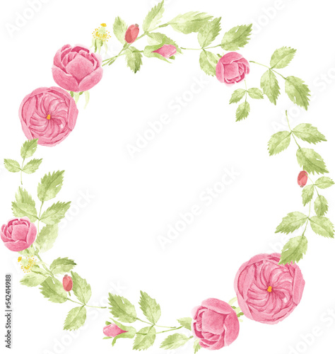 watercolor pink english rose wreath frame
