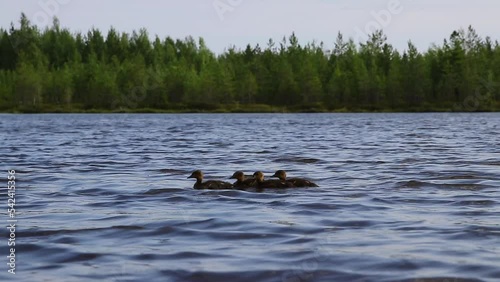 Wild ducklings swim in the clear water of a forest lake. High quality video recording in FHD.