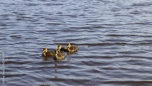 Wild ducklings swim in the clear water of a forest lake. High quality video recording in FHD.