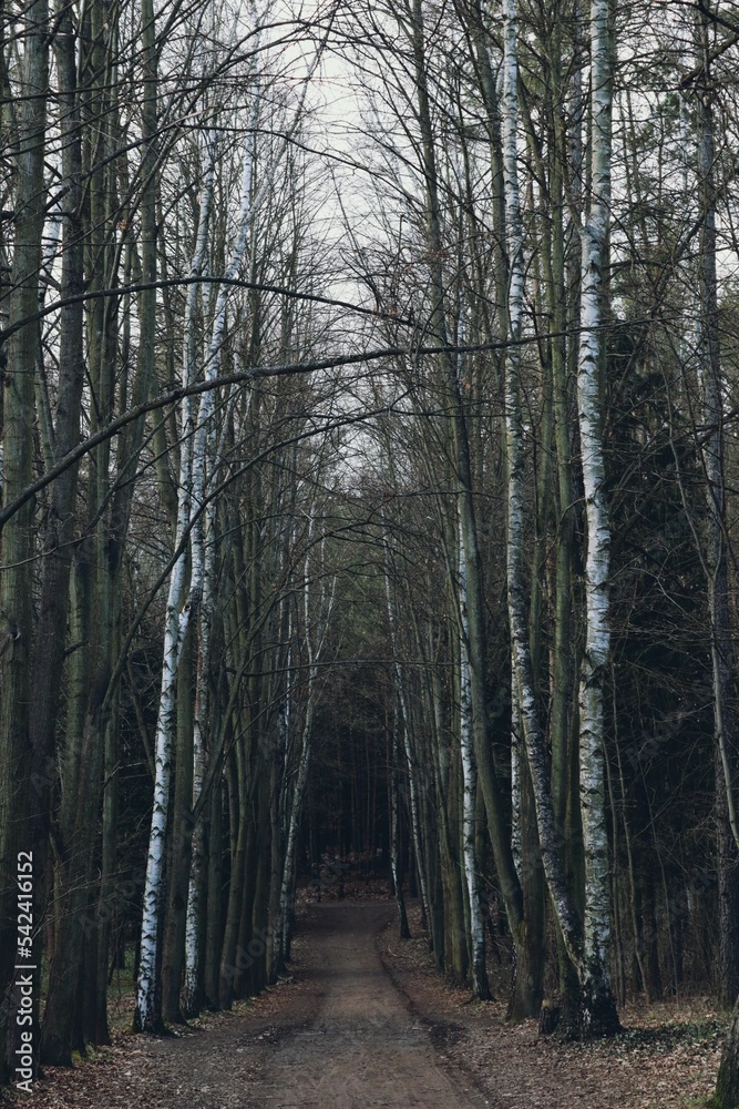 Narrow alley in the forest in autumn, vertical Narrow alley in the forest in autumn, vertical
