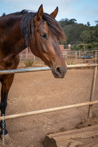 portrait brown horse in his stable outdoors