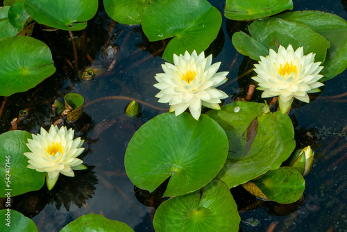 Water lilies pond full frame background