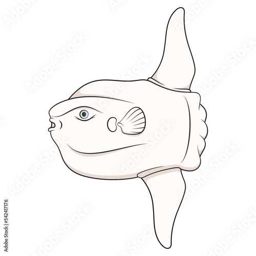 Color illustration with fish moon, mola mola. Isolated vector object on white background.